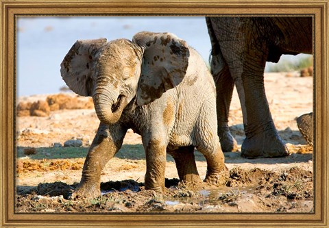 Framed Baby African Elephant in Mud, Namibia Print