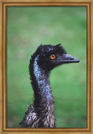 Framed Emu Portrait, Australia Print