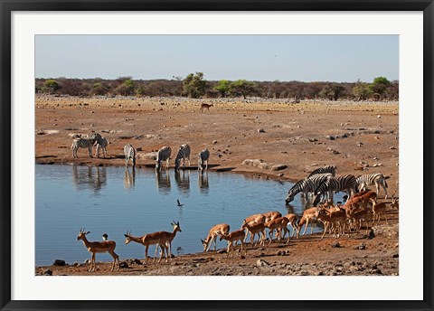 Framed Africa, Namibia, Etosha. Black Faced Impala in Etosha NP. Print