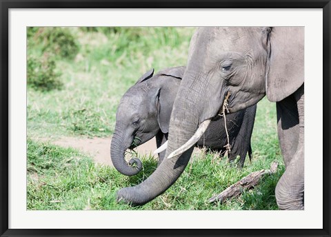 Framed African bush elephant calf eating in Maasai Mara, Kenya Print