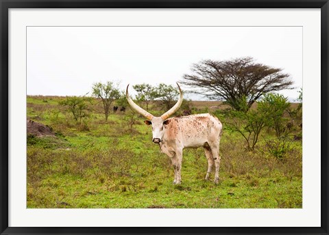 Framed White Ankole-Watusi cattle. Mbarara, Ankole, Uganda. Print