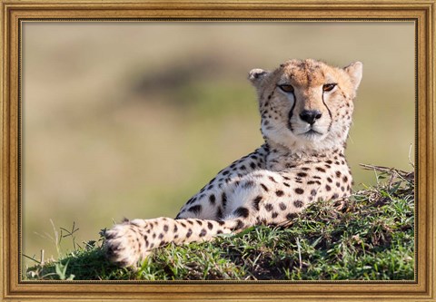 Framed Cheetah, Kenya Print