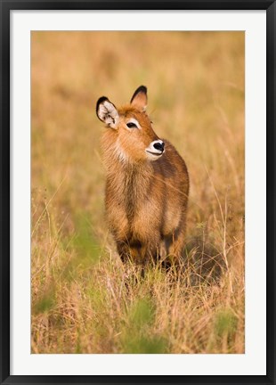 Framed Defassa Waterbuck wildlife, Uganda Print