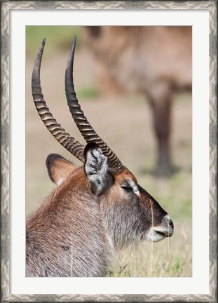 Framed Defassa Waterbuck, Maasai Mara, Kenya Print
