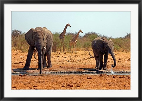 Framed Elephants and giraffes, Etosha, Namibia Print