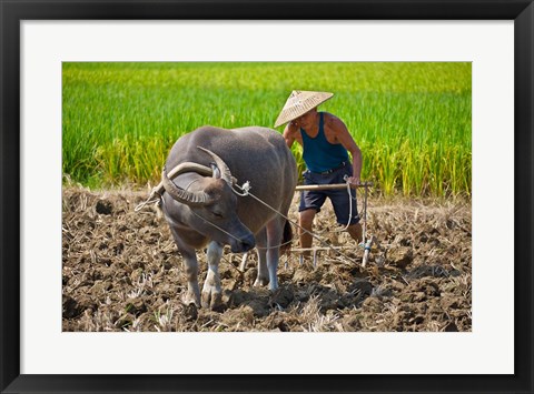 Framed Farmer plowing with water buffalo, Yangshuo, Guangxi, China Print