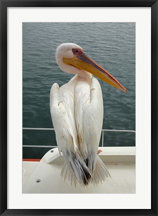 Framed Great White Pelican, Walvis Bay, Namibia, Africa. Print