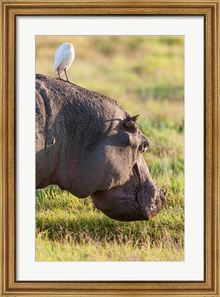 Framed Hippopotamus grazing, Amboseli National Park, Kenya Print