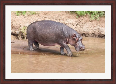Framed Hippopotamus pod relaxing, Mara River, Maasai Mara, Kenya, Africa Print