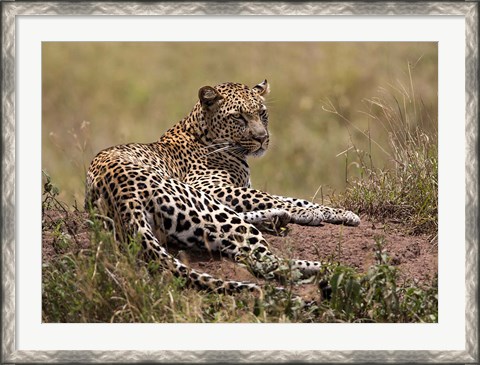 Framed Africa, Tanzania, Serengeti. Leopard, Panthera pardus. Print