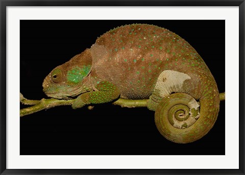 Framed Hilleniusi chameleon lizard, MADAGASCAR Print