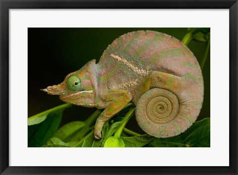 Framed Baudrier&#39;s Chameleon, Lizard, Madagascar, Africa Print