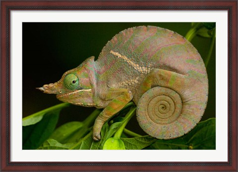 Framed Baudrier&#39;s Chameleon, Lizard, Madagascar, Africa Print