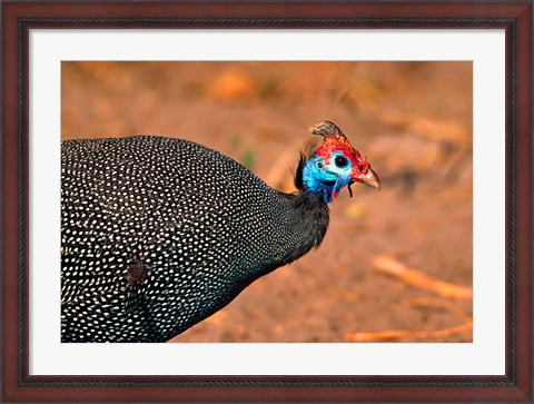 Framed Helmeted Guinea Fowl, Kenya Print