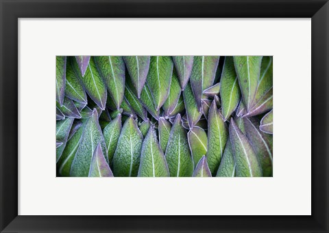 Framed Purple edged leaves of the Giant Lobelia rosette, Kenya Print