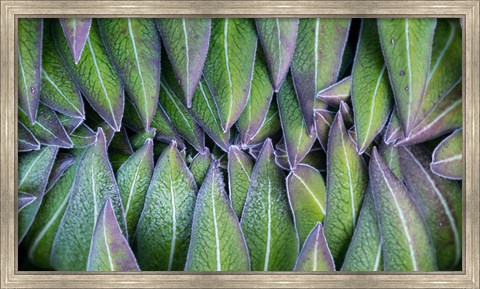 Framed Purple edged leaves of the Giant Lobelia rosette, Kenya Print
