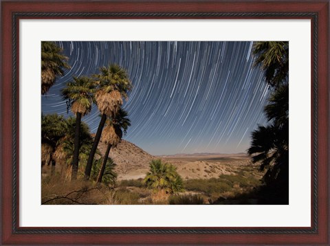 Framed California Fan Palms and a mesquite grove in a desert landscape Print
