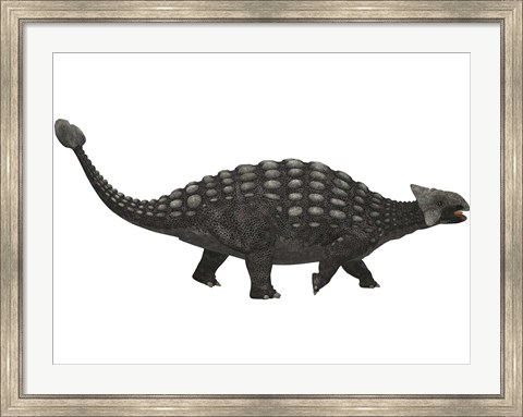 Framed Ankylosaurus, an armored dinosaur from the Cretaceous Period Print