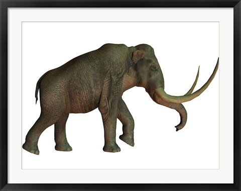 Framed Columbian mammoth, an extinct species of elephant Print