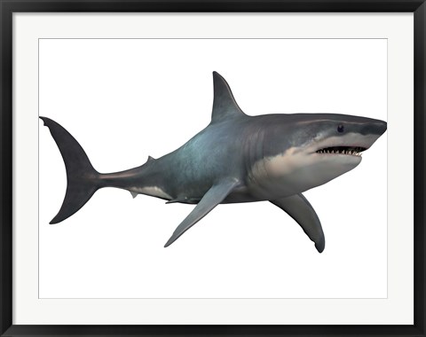 Framed Megalodon shark, a predator from the Cenozoic Era Print