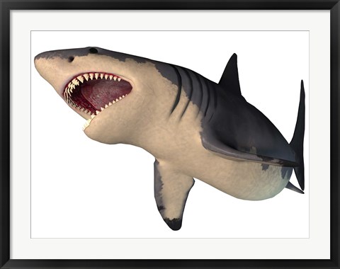 Framed Megalodon shark, an enormous predator from the Cenozoic Era Print