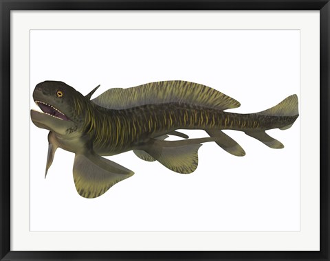 Framed Xenacanthus, a Devonian freshwater shark Print