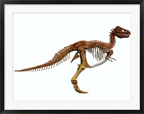 Framed Tyrannosaurus Rex dinosaur skeleton Print