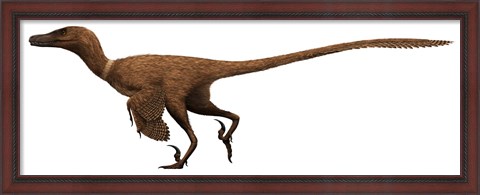 Framed Velociraptor mongoliensis was a mid-sized dinosaur from the Cretaceous Period Print
