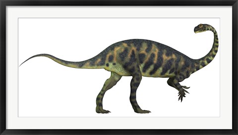 Framed Massospondylus dinosaur fromt he Jurassic Age of Africa Print