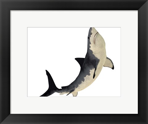 Framed Megalodon shark from the Cenozoic Era Print