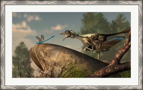 Framed Archaeopteryx stalks a dragonfly on a rock Print