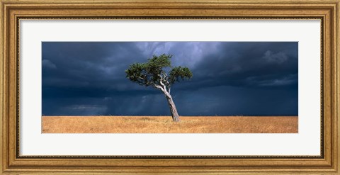 Framed Lone Acacia on Savanna, Masai Mara Game Reserve, Kenya Print