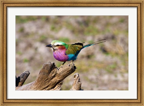 Framed Lilac Breasted Roller, Kruger National Park, South Africa Print