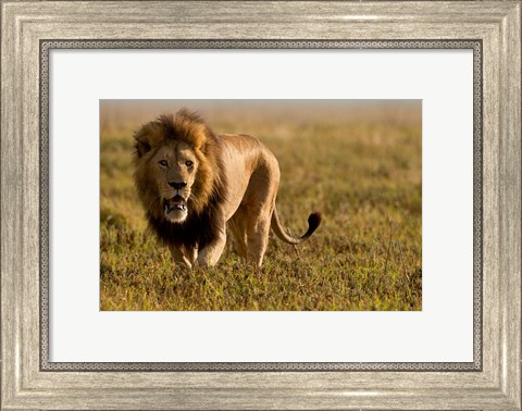 Framed Lion, Ngorongoro Crater, Serengeti National Park, Tanzania Print