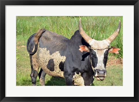 Framed Madagascar, Antananarivo, ox with large horn. Print