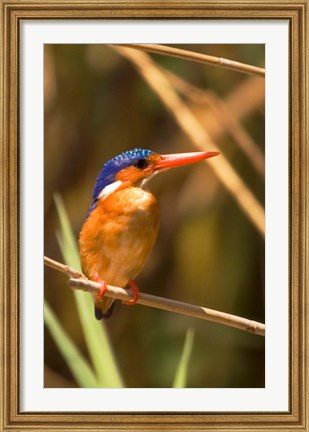 Framed Malawi, Liwonde NP, Malachite kingfisher bird on branch Print