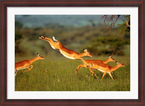 Framed Impala, Aepyceros melampus, Mara River, Kenya Print