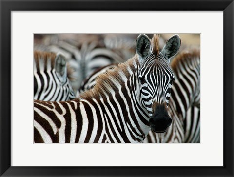 Framed Kenya: Masai Mara Game Reserve, Burchell&#39;s zebra Print