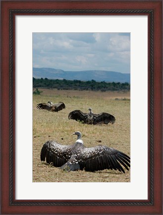Framed Kenya: Masai Mara Reserve, Ruppell&#39;s Griffon vultures Print