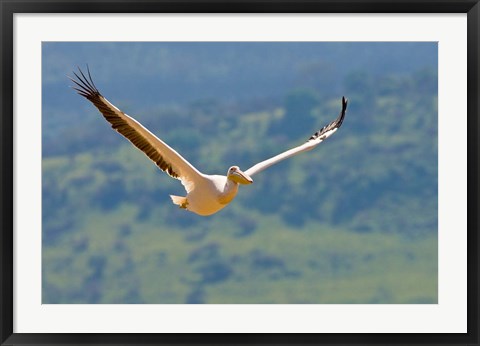 Framed Kenya. White Pelican in flight at Lake Nakuru. Print