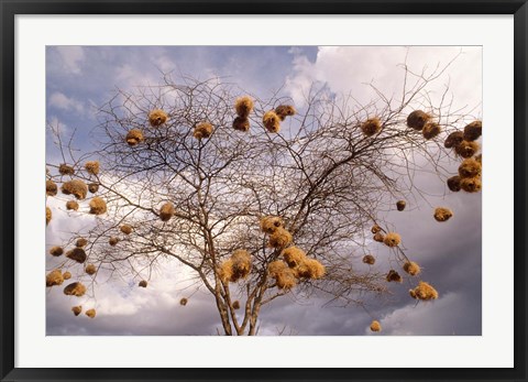 Framed Kenya, Acacia, Back-necked and Vitelline masked Weaver Print