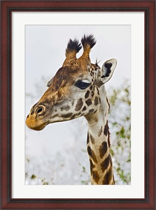 Framed Maasai Giraffe Feeding, Maasai Mara, Kenya Print