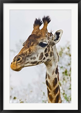 Framed Maasai Giraffe Feeding, Maasai Mara, Kenya Print