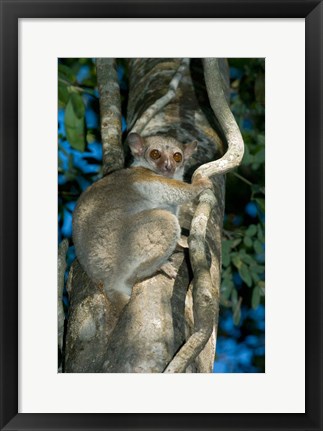 Framed Milne-Edwards Sportive Lemur, Madagascar Print