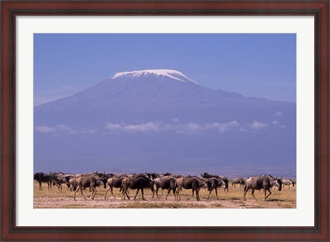 Framed Kenya: Amboseli NP, wildebeest wildlife, Mt Kilimanjaro Print