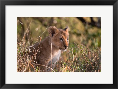 Framed Lion cub, Masai Mara National Reserve, Kenya Print
