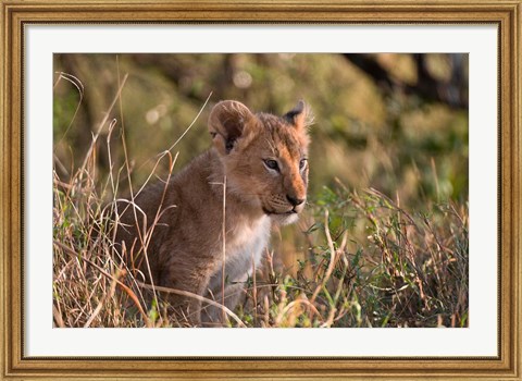 Framed Lion cub, Masai Mara National Reserve, Kenya Print