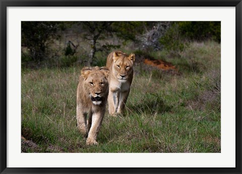 Framed Lion, Kariega Game Reserve, South Africa Print