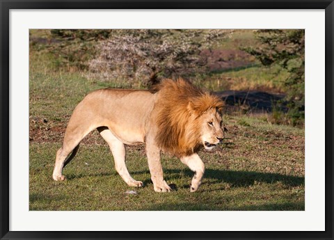 Framed Lion, Panthera leo, Maasai Mara, Kenya. Print