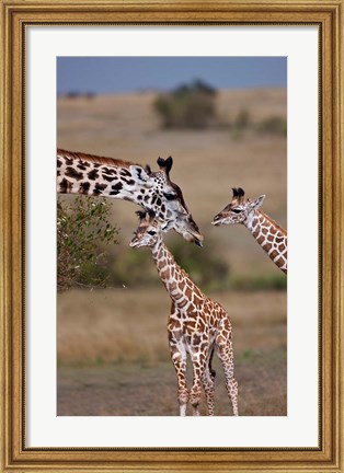 Framed Maasai Giraffe, Masai Mara, Kenya Print